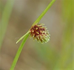 Cyperus subsquarrosus