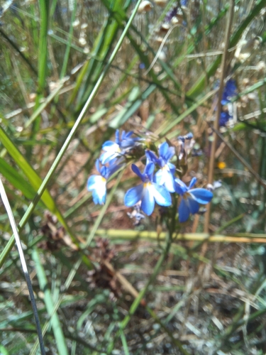 Image of Lobelia comosa by no rights reserved