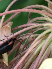 Lucidota atra