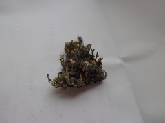 Cladonia strepsilis