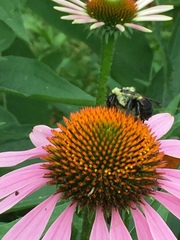 Echinacea purpurea