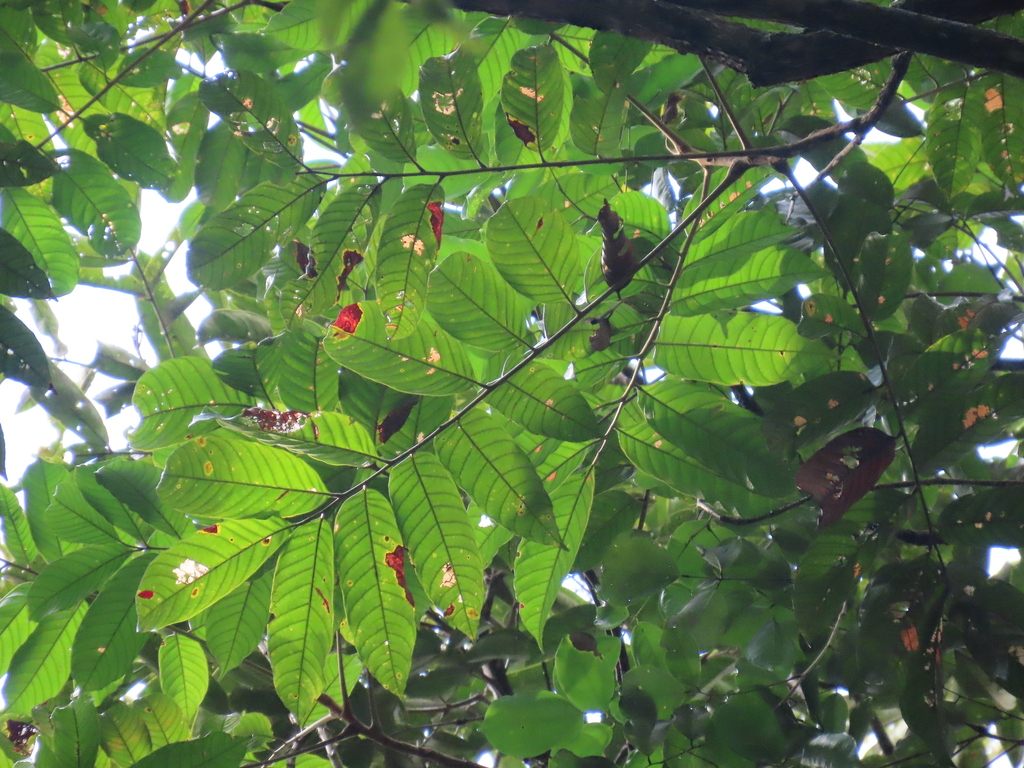Thyrsodium puberulum