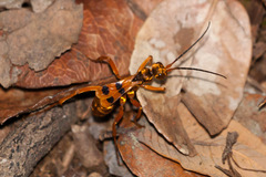 Sphictostethus gravesii