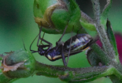 Grypocoris stysi