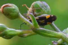 Grypocoris stysi