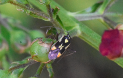 Grypocoris stysi