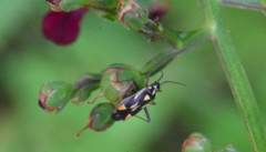 Grypocoris stysi