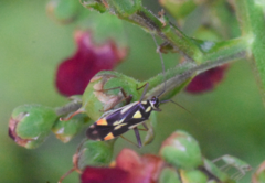 Grypocoris stysi