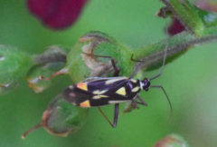 Grypocoris stysi