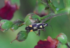 Grypocoris stysi