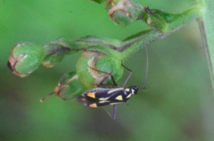 Grypocoris stysi