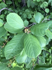 Frangula alnus