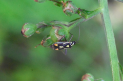Grypocoris stysi