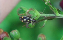 Grypocoris stysi