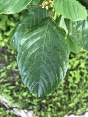 Frangula alnus