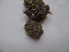 Cladonia caespiticia