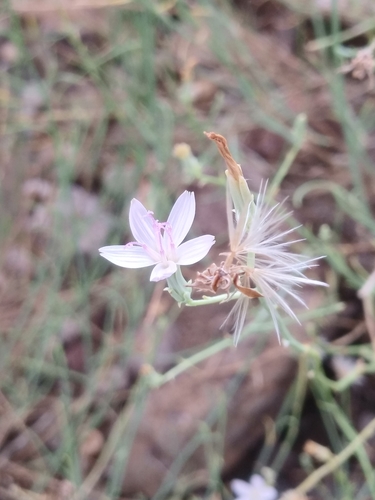 Pecos River skeletonplant (Lygodesmia ramosissima)