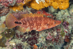 Celebes Maori Wrasse photo 1