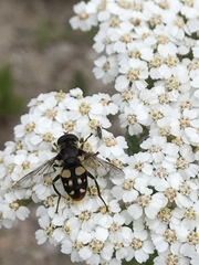 Sericomyia lata