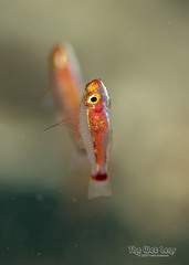 Nasal Dwarfgoby photo 2