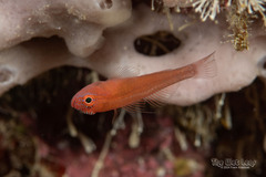 Blood-Spot Pygmy Goby photo 3