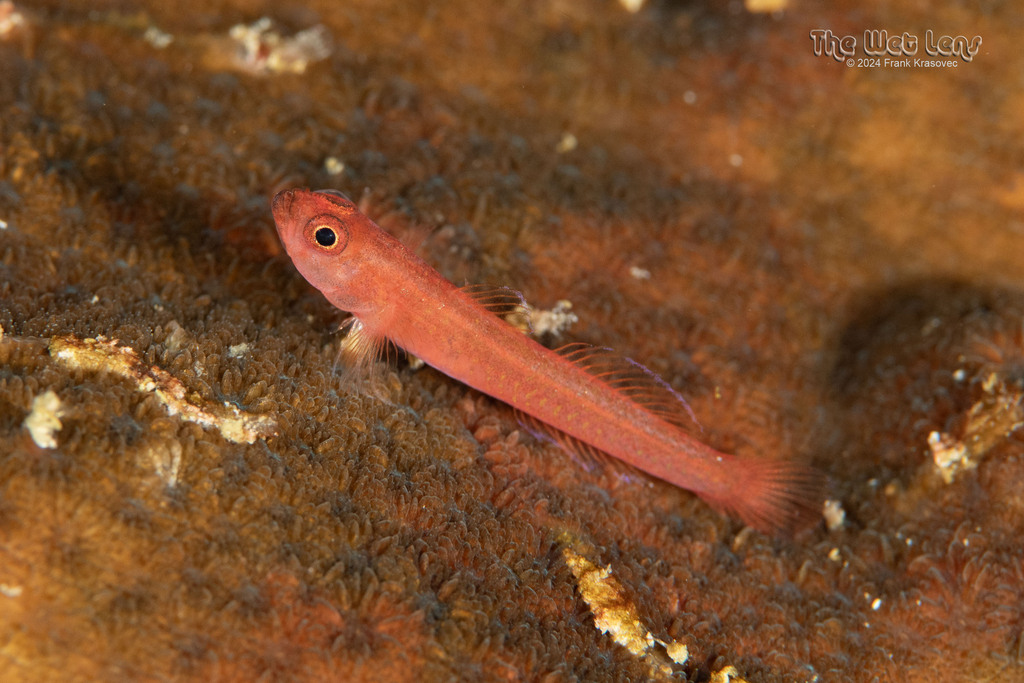 Saddled Dwarfgoby