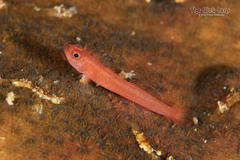 Saddled Dwarfgoby photo 1