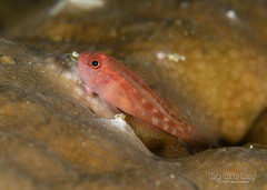 Pudgy Pygmygoby photo 3