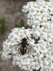 Sericomyia lata