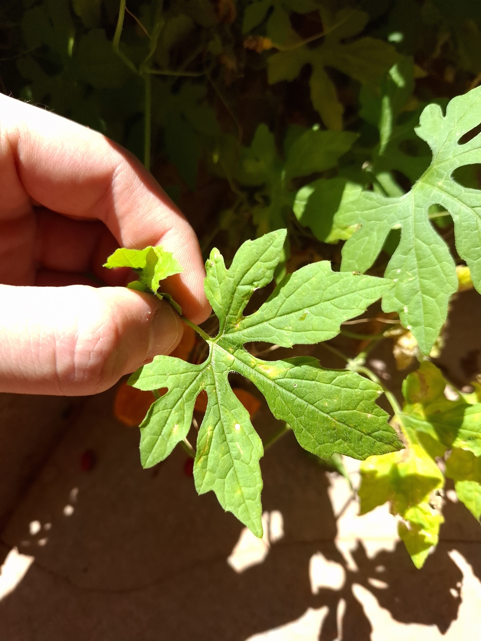 Momordica charantia