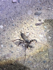 Mastigoproctus tohono