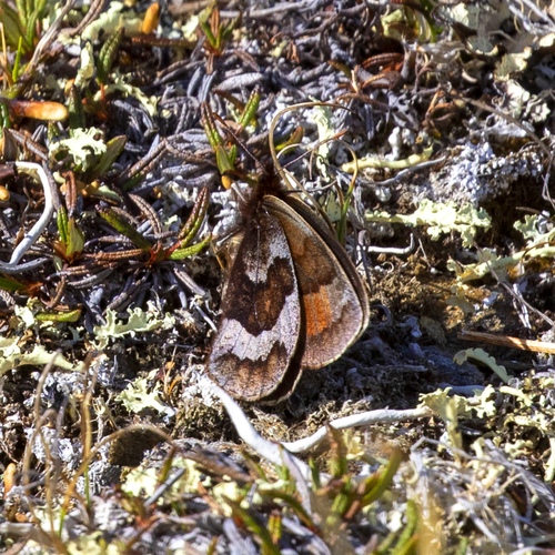 Banded Alpine photo 3