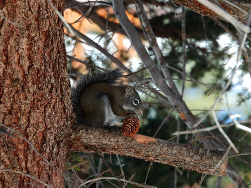 Fremont's Squirrel, Red River, NM, USA, photo 7 of 10