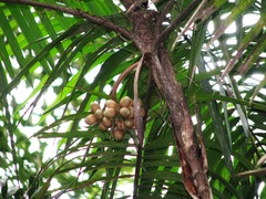 Bactris major