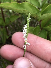 Spiranthes lacera lacera