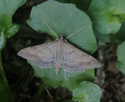 Omiodes localis observed 2024-12-24