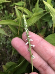 Spiranthes lacera lacera