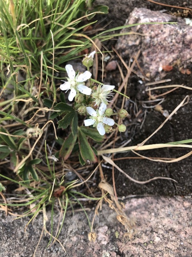 three-toothed cinquefoil