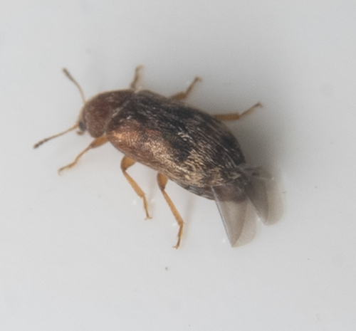 Xerasia grisescens photo 5