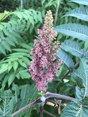 Rhus typhina