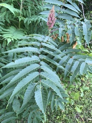 Rhus typhina