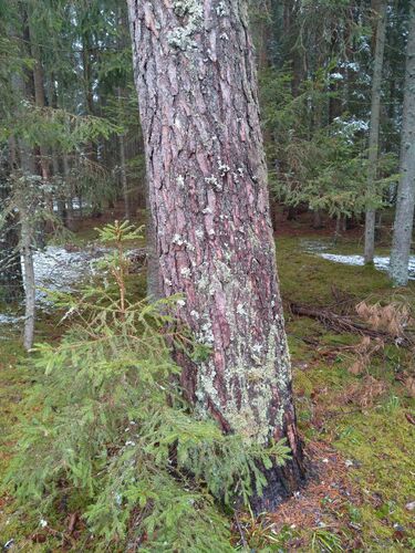 Finger-Scharlachflechte