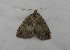 Hydriomena renunciata