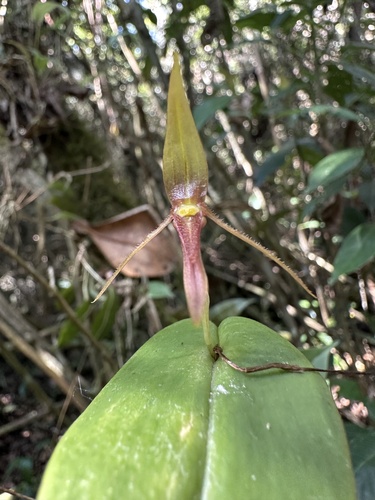 Pleurothallis killipii, photograph 5
