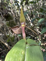 (c) Nicolás Baresch Uribe, some rights reserved (CC BY) Pleurothallis killipii, photograph (c) Nicolás Baresch Uribe, some rights reserved (CC BY)
