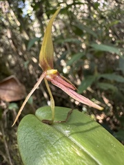 (c) Nicolás Baresch Uribe, some rights reserved (CC BY) Pleurothallis killipii, photograph (c) Nicolás Baresch Uribe, some rights reserved (CC BY)