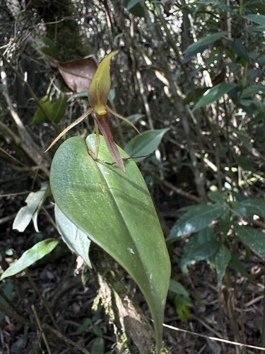Pleurothallis killipii, photograph 4
