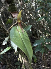 (c) Nicolás Baresch Uribe, some rights reserved (CC BY) Pleurothallis killipii, photograph (c) Nicolás Baresch Uribe, some rights reserved (CC BY)