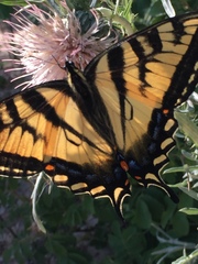 Papilio canadensis