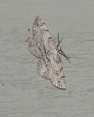 Iridopsis larvaria